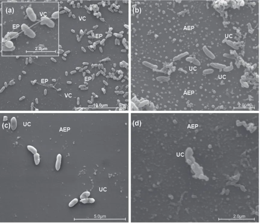 FIGURE 3 - Scanning electron microscopy of cells of Xanthomonas axonopodis untreated and treated with fraction F3 (ethyl acetate phase  100%) at 200 mg mL -1 , obtained from phase dichloromethane (PD) by vacuum liquid chromatography (CLV)
