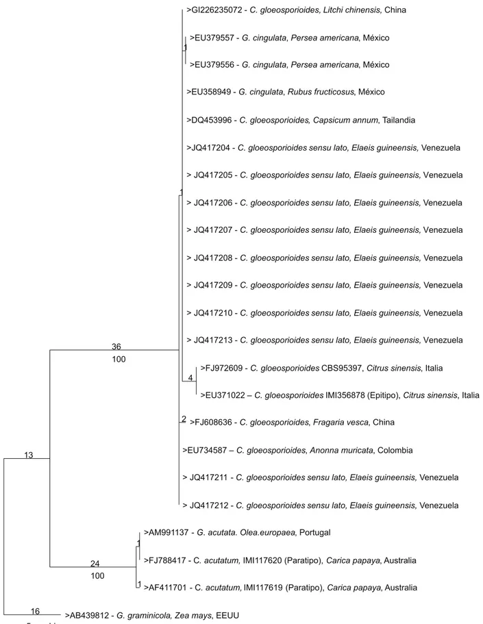 FIGURA  4  -   Árbol  filogenético  basado  en  máxima  parsimonia,  con  las  secuencias  de  la  región  ITS  del ADNr  de  aislamientos  de  Colletotrichum gloeosporioides sensu lato de varios hospederos, incluyendo los 10 provenientes de palma aceitera