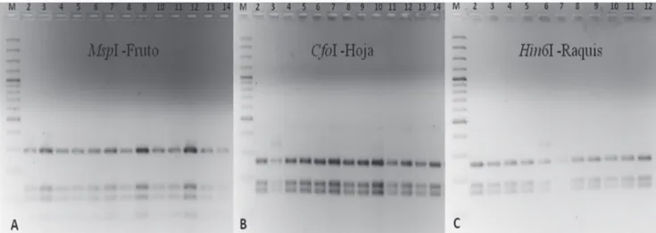FIGURA  5  -  Patrones  de  restricción  de  la  región  ITS  del  ADNr  obtenidos  con  diferentes  enzimas  en  aislados  de  Colletotrichum  gloeosporioides sensu lato en palma aceitera