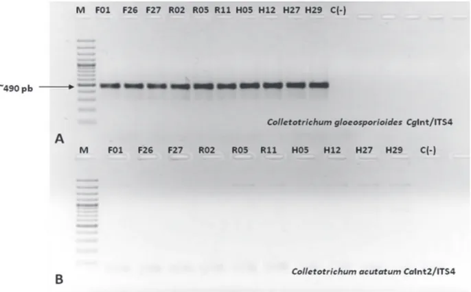 FIGURA  3  -  PCR específica para la identificación de  Colletotrichum sp. en 10 aislamientos obtenidos de palma aceitera