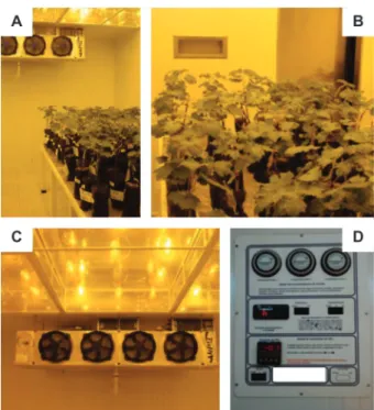 FIGURE  2  -  Growth  chamber:  A-B.  grape  seedlings  used  for  studies of the effects of climate change on phytosanitary problems; 