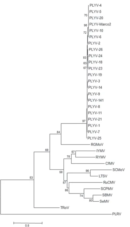 FIGURE  1  -   Phylogenetic  tree  based  on  the  nucleotide  sequence  of  a  900  bp  fragment,  encompassing part of the putative RdRp and  CP open reading frames, from 21 isolates of  papaya  lethal  yellowing  virus  (PLYV)  from  Ceará and Rio Grand