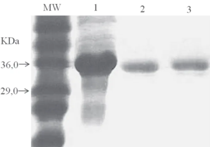 FIGURE  2  -   SDS-PAGE  of  pure  movement  protein  obtained  after purification with the HisTrap HP column