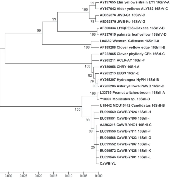FIGURE 2  - Phylogenetic tree constructed based on the R16F2n/R16R2 region of 16S rRNA genes of CaWB-YL and 25 other phytoplasmas  by the neighbor-joining method
