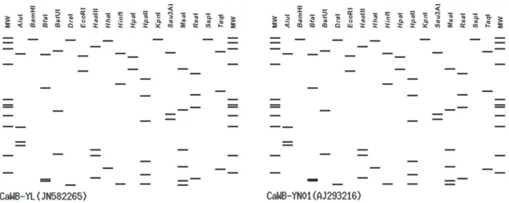 FIGURE  3  - Virtual RFLP patterns derived from  in silico digestions of R16F2n/R16R2 region of phytoplasmas using 17 restriction  enzymes: Alu I, BamH I, Bfa I, BstU I (Tha I), Dra I, EcoR I, Hae III, Hha I, Hinf I, Hpa I, Hpa II, Kpn I, Aau3AI (Mbo I), M
