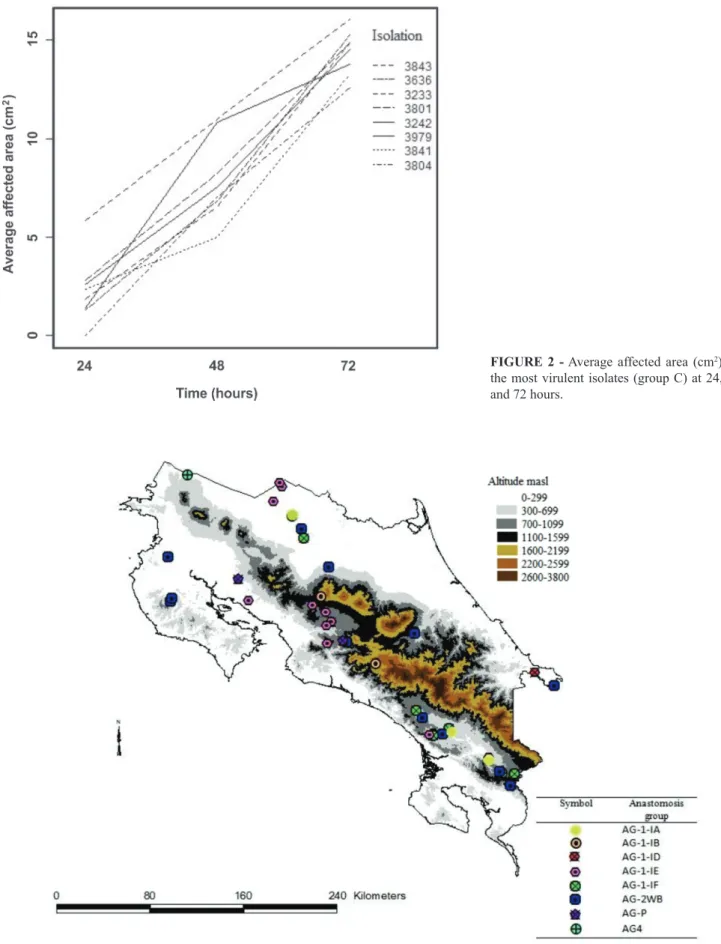 FIGURE  2  - Average affected area (cm 2 ) by  the most virulent isolates (group C) at 24, 48  and 72 hours.