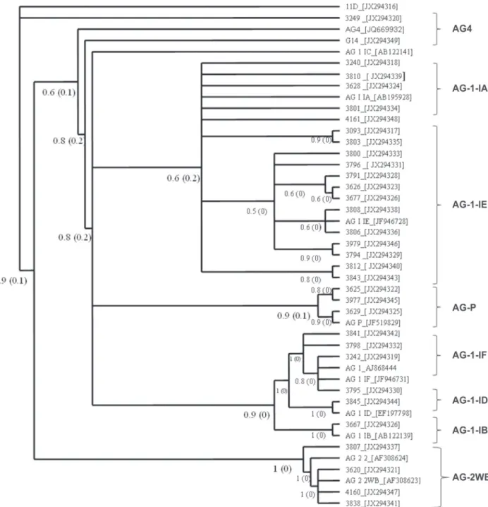 FIGURE 4 -  Phylogenetic analysis using Bayesian inference based on ITS sequences, using MrBayes 3.2 with 1,000,000 Markov chains,  with a multiple sequence alignment with the MAFFT algorithm on the GUIDANCE server