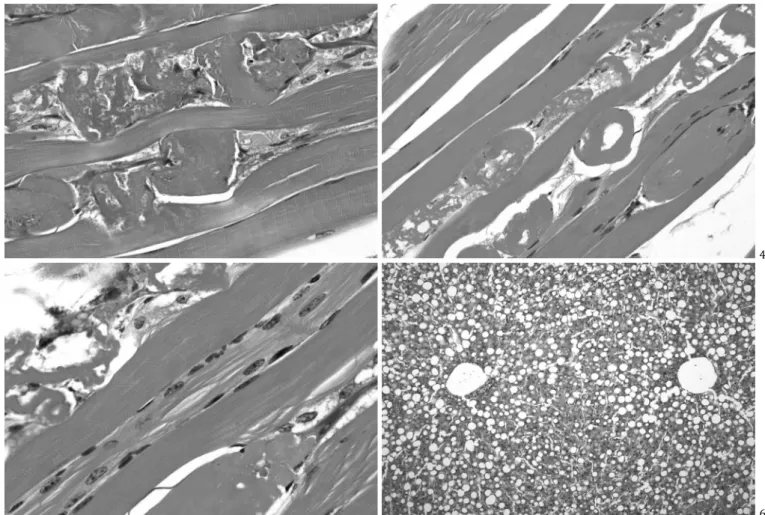 Fig. 3. Necrose segmentar no músculo esquelético de uma chinchila intoxicada por salinomicina