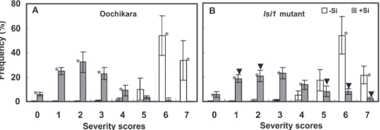FIGURE 1 - Frequency of brown spot severity scores for rice grains obtained from the panicles of plants from cv