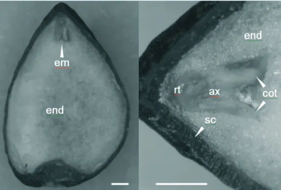 FIGURE 1. Transversal section of a M. ovata seed (A) and enlarged section with the embryo (B)