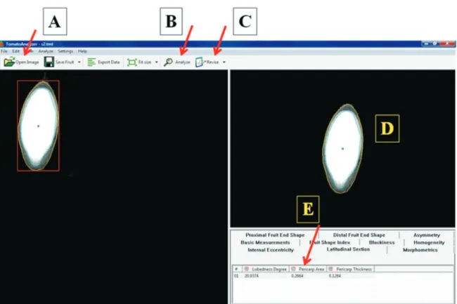 FIGURE  1.  General  view  of  the  Tomato  Analyzer  software  screen,  showing  an  analyzed  image  of  a  cucumber  seed  with  the  main  menu  options  and  the  numerical  result,  where  A  =  “Open  Image”; B = “Analyze”; C = “Revise”; D = Image A
