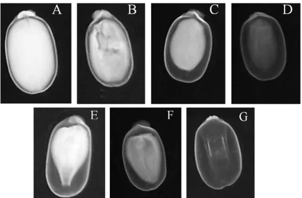 FIGURE 1. Radiographs of castor bean seeds classified into seven categories, according to their internal morphology: A  – Full and opaque, B – Full and blemished, C – Partially full and opaque, D – Partially full and translucent,  E – Partially full, with 