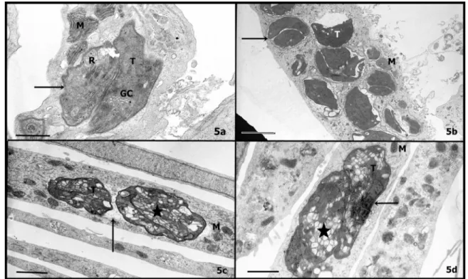 FIGURE 5. Ultrastructural aspects of infected cells (a) treated with 1 mg mL -1  (b) and 2 mg mL -1  (d) of neem or 1 mg mL -1  of cinnamon (c) for 24h