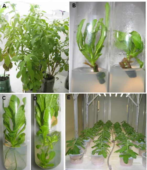 FIGURE 1. Micropropagation of Pluchea sagittalis (Lam.) Cabrera. (A) Two-month-acclimatized plants that were  harvested in field-grown conditions