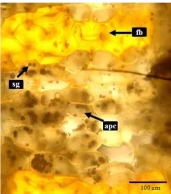 FIGURE 2.  Sambucus australis Cham. &amp; Schltdl. 