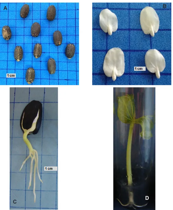 FIGURE 1. (A) Whole seeds, (B) excised embryonic axes, (C) and (D) normal seedlings of Jatropha curcas L.