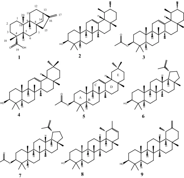 FIGURE 1.  Terpenes identified in organic extracts (hexane and ethyl acetate) of the leaves of  P