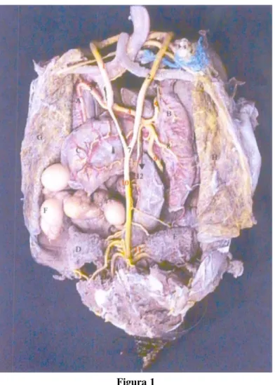 Foto digitalizada de dissecação de Geochelone carbonaria - vista dorsal - -Fêmea - Destacando os órgãos e artérias: 1) aorta equerda; 2) aorta direita;