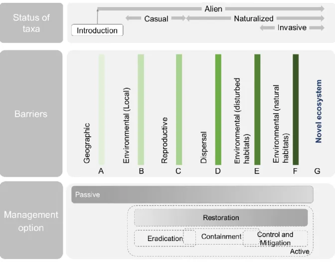 Fig. 1 - Schematic representation of the introduction-naturalization-invasion continuum status (INI) of the species introduced, the  general  barriers limiting its spread,  and management  options  associated