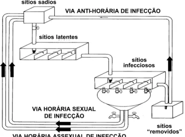 FIG. 3 - Modelo analógico para o patossistema tropical com três vias de infecção: anti-horária, horária assexual e horária sexual