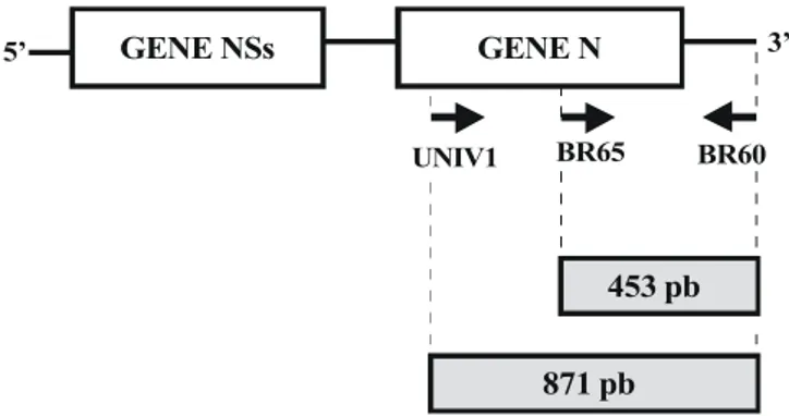FIG. 2 - Desenho esquemático da estrutura do S RNA de Tospovirus com cerca de 2900 nucleotídeos (nt.), apresentando 2 ORFs que codificam a proteína do nucleocapsídeo (N) e uma proteína não  estru-tural (NSs)