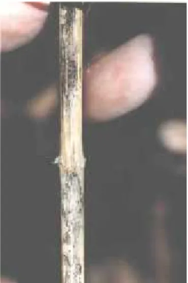 FIG. 6 - Microesclerócios de Colletotrichum graminicola em colmos de sorgo (Sorghum bicolor).