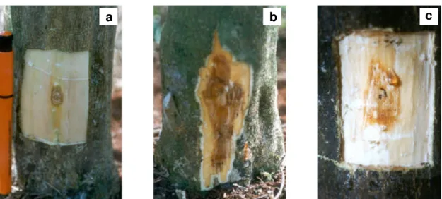 FIG. 2 - Variações no tamanho das lesões de Phytophthora parasitica observadas em troncos de híbridos de porta-enxertos de citros (Citrus spp.).