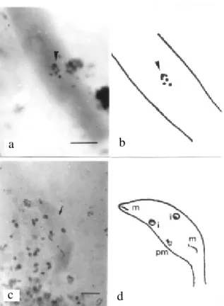 FIG. 4 - Conidia of Colletotrichum lindemuthianum. (a) Conidium with nucleus and micronuclei (arrowhead), treatment 2