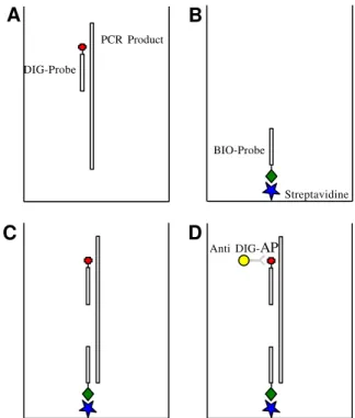 FIG. 1 - Steps of colorimetric RT-PCR assay for Apple stem grooving virus (ASGV) detection