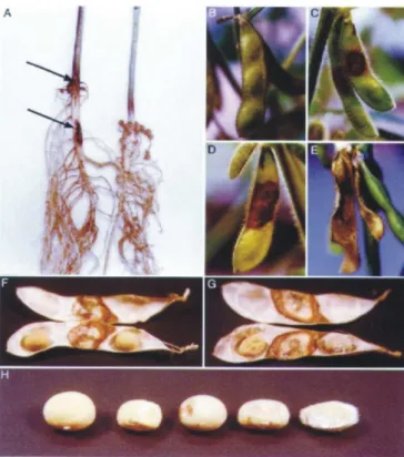 FIG. 1 - Symptoms of disease caused by strains of the Fusarium graminearum complex on soybean (Glycine max)