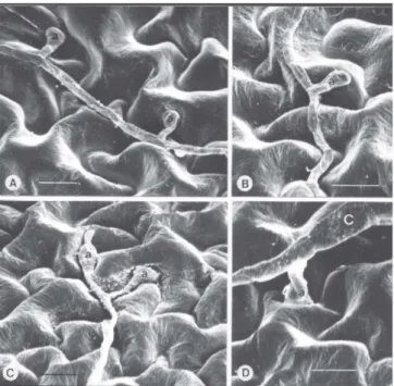 FIG. 1 - Eletrofotomicrografias de varredura de apressórios de Alternaria solani formados em tomateiro (Lycopersicon esculentum) suscetível, 24 h após a inoculação