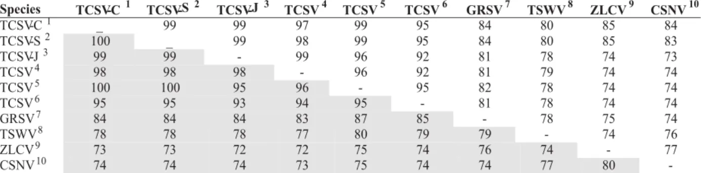 TABLE 1 - Comparison (similarity in percentage) among nucleotides sequence (above the diagonal) and translated amino acids (below the diagonal) of the Tomato chlorotic spot virus (TCSV) lettuce (Lactuca sativa) isolates coat protein with other Tospovirus s