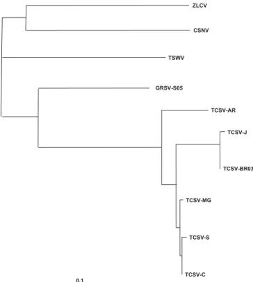 FIG. 4 - Dendrogram of the tospovirus coat protein nucleotides sequences, constructed using the simultaneous alignment and phylogeny program CLUSTAL-X 1.8 and graphically illustrated using TreeView 1.5