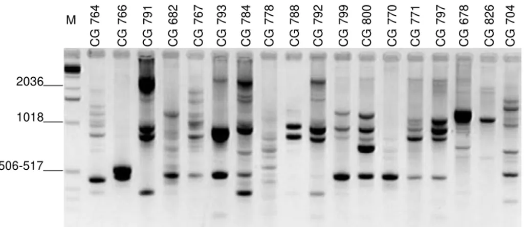 FIG. 4 - Example of ethidium bromide-stained agarose-synergel showing the products from AFLP fingerprinting of Dicyma sp