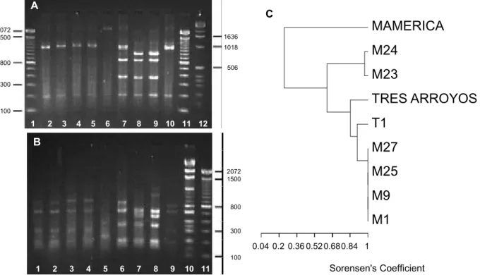 FIG. 1 - Ribosomal intergenic spacer region (IGS) restriction fragment length polymorphisms (RFLP) in Verticillium dahliae  isolates