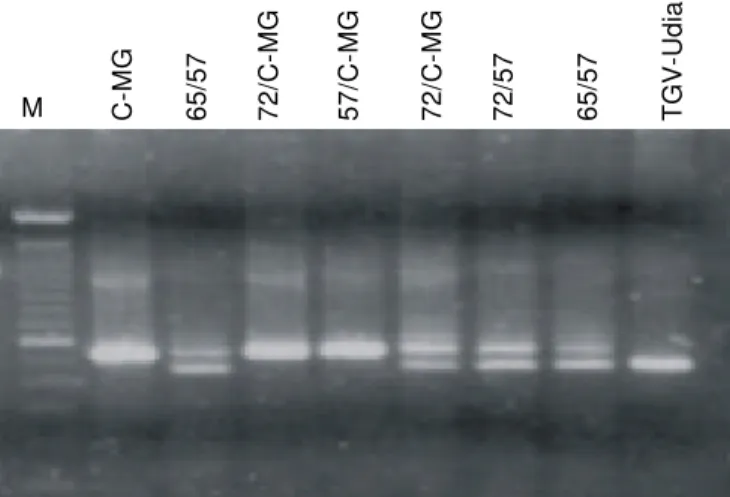 FIG. 1 - Diagnóstico por PCR de sete plantas de feijoeiro (Phaseolus vulgaris) individuais F4 infetadas com  Bean golden mosaic virus (BGMV) com primers degenerados específicos para o DNA-B
