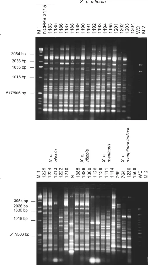 FIG. 1 - Genomic fingerprints of Xanthomonas spp. generated from ERIC-PCR. (A) field strains of X