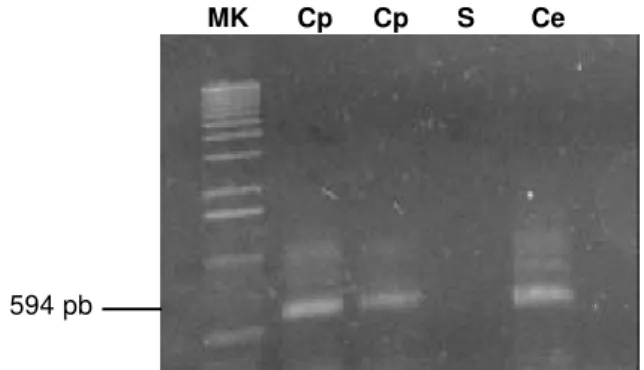 FIG. 3 - Teste de dupla difusão em agar com anti-soro para o isolado de  Cowpea severe mosaic virus (CPSMV) obtido de Crotalaria paulinea  ( Cp)