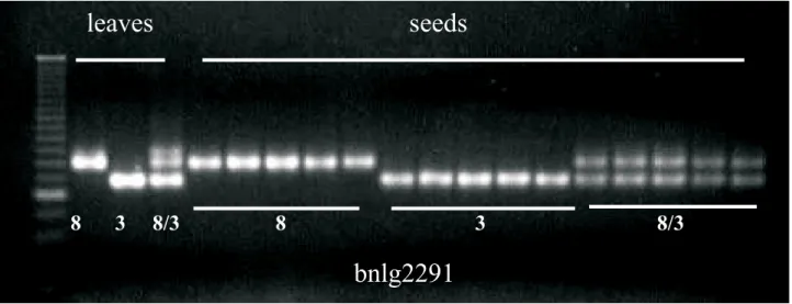 FIGURE 2.  Amplification pattern of the SSR primer bnlg2291 using DNA extracted from leaves and seeds of the single-cross hybrid UFLA 8/3, its male (UFLA 8) and female (UFLA 3) inbred lines.