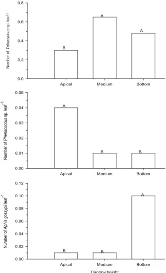 FIGURE 3. Effect of leaf face in the number of  Tetranychus sp., Aphis gossypii and Coccinellidae  leaf -1  of Lippia sidoides