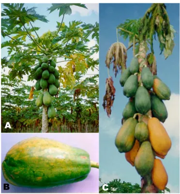 FIG. 1 - Sintomas em folhas e frutos de mamoeiros (Carica papaya) infetados pelo Papaya lethal yellowing vírus (PLYV): A) Planta infetada; B) Frutos com manchas amarelas causadas por PLYV; C) Planta infetada com PLYV exibindo frutos manchados e murchos.