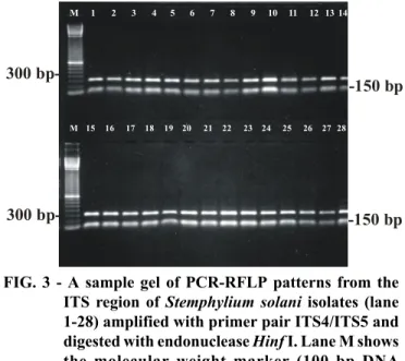 FIG. 3 - A sample gel of PCR-RFLP patterns from the ITS region of Stemphylium solani isolates (lane 1-28) amplified with primer pair ITS4/ITS5 and digested with endonuclease Hinf I