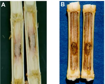FIG. 1 - Reação dos tecidos internos do colmo do milho (Zea mays) dos híbridos C333 (A) e C901 (B) à colonização por Fusarium moniliforme inoculado artificialmente