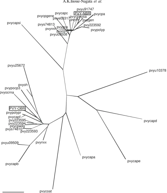 FIG. 2 - Unrooted phylogenetic tree of 37 coat protein amino acid sequences from different PVY accessions (Table 3).
