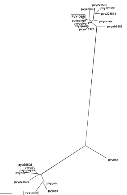 FIG. 3 - Unrooted phylogenetic tree of 20 3’-UTR nucleotide sequences from different  Potato virus Y  accessions (Table 3)
