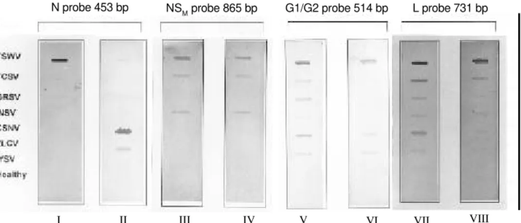 FIG. 4 - Slot blot hybridization with digoxigenin-labeled N specific probes derived from TSWV cDNA (I) and CSNV cDNA (II), NS M  specific probe derived from TSWV cDNA (III and IV)