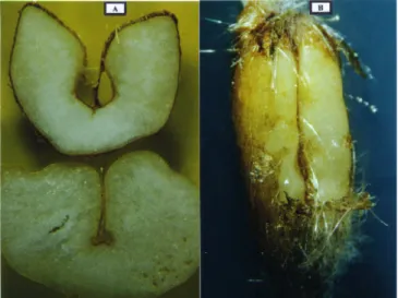FIG. 2 - Detalhe do micélio de  Pyrenophora avenae no interior do pericarpo de grãos de aveia branca.