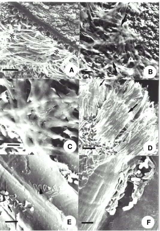 FIG. 1 - Fotomicrografias eletrônicas de varredura (FMEV) de sementes de tomate (Lycopersicon esculentum), cv.