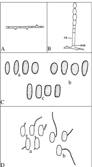 FIG. 1 - Características morfológicas dos isolados de Oidium estudados. A- Formato de apressório = Mamilo; B- Posição do septo basal (psb) e célula basal (cb) do conidióforo; C- Formatos de conídios: a= Elipsóide, b= Ovóide, c= Cilíndrico;