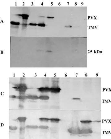 FIG. 3 - Western blot analysis of the coat proteins accumulated in systemically infected leave 5 at 12 dpi, and leaf 8 at 18 dpi in tomato (Lycopersicon esculentum) cv GCR 237 (Tm-1) plants after inoculation with  Potato virus X (PVX) and Tomato mosaic vir